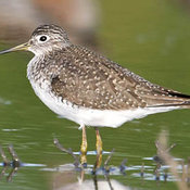 Solitary Sandpiper